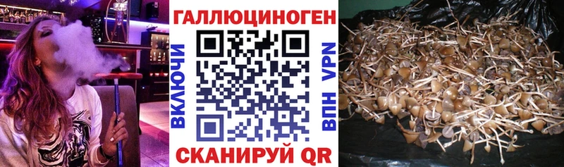 Псилоцибиновые грибы Psilocybine cubensis  Заволжск 